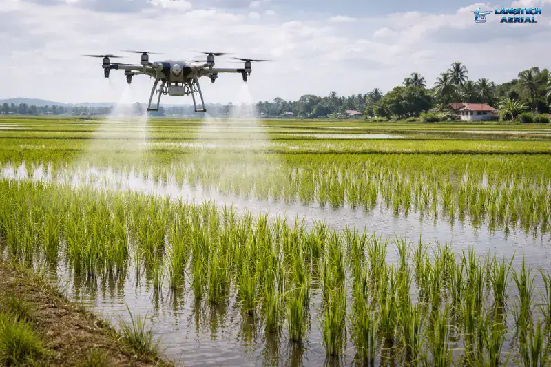 Drone paddy farming Malaysia spraying rice fields using agricultural drone over flooded plots
