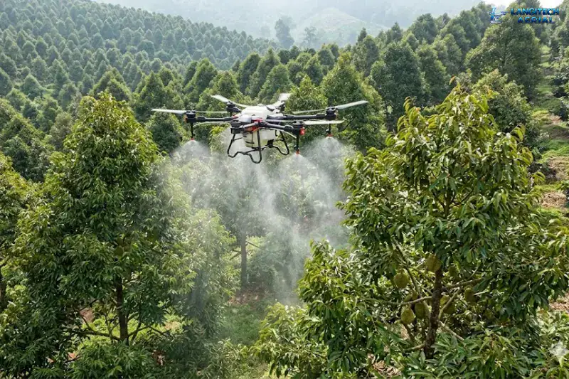 Drone spraying durian Malaysia plantation using agricultural drone for canopy pest control